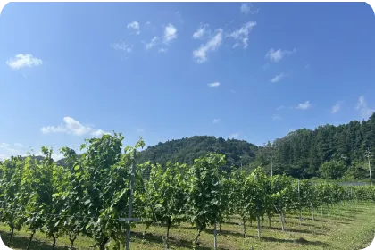 秋保ワイナリー