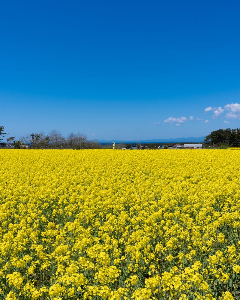 菜の花畑